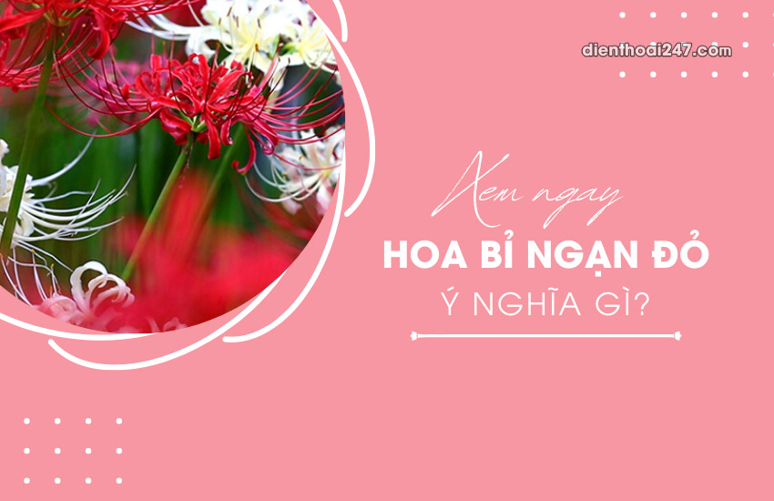 Hoa bi ngan do co y nghia gi