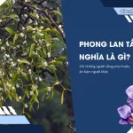 Phong lan tam gui nghia la gi