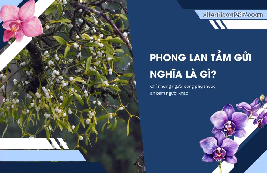 Phong lan tam gui nghia la gi