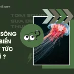 Tom song sua bien thuy tuc la gi